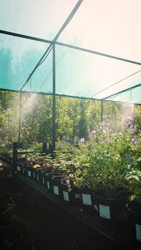An automatic irrigation system at a garden center. Daily watering of seedlings Stock Footage 319290542
