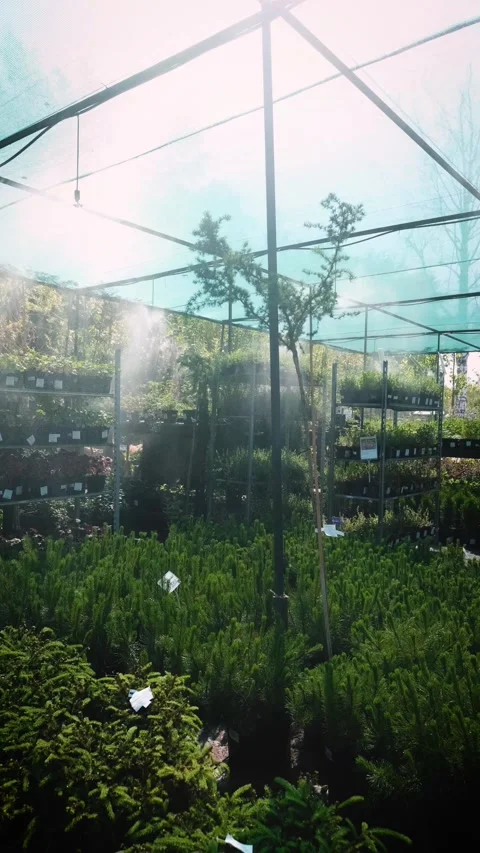 An automatic irrigation system at a garden center. Daily watering of seedlings Stock-Footage 319290618