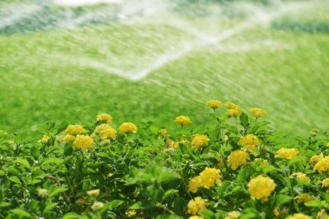 Automatic irrigation system with grass and hedge Stock Photos