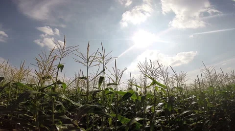 Automatic Irrigation System Over Corn Field Stock Footage 68417728