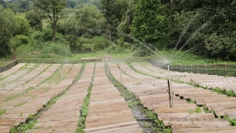 The automatic irrigation system on the snail farm. Rows of wooden decks for Stock Footage 245383392