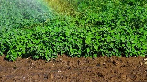 Automatic irrigation system (sprinkler system) that waters plants in a pota.. Stock Footage 324854626