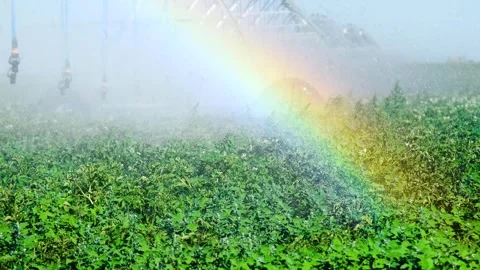 Automatic irrigation system (sprinkler system) that waters plants in a pota.. Stock Footage 324854704