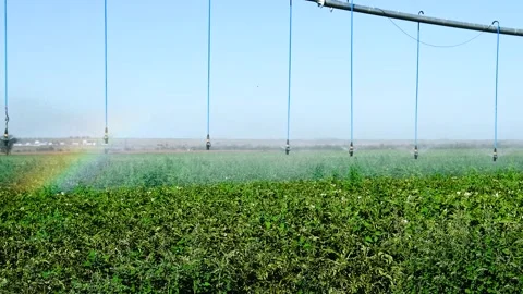 Automatic irrigation system (sprinkler system) that waters plants in a pota.. Stock Footage 328226451