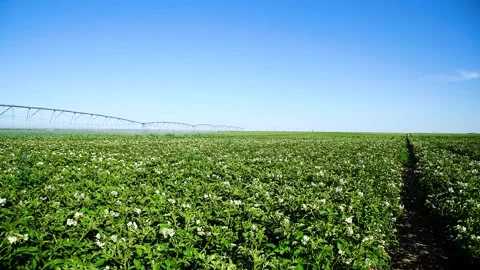 Automatic irrigation system (sprinkler system) that waters plants in a pota.. Vídeos de archivo 328226673