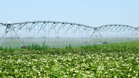 Automatic irrigation system (sprinkler system) that waters plants in a pota.. Stock Footage 329869395