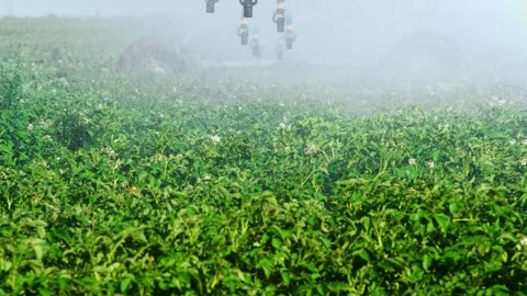 Automatic irrigation system (sprinkler system) that waters plants in a pota.. Stock Footage 329869484