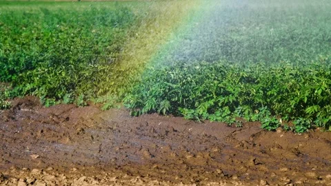 Automatic irrigation system (sprinkler system) that waters plants in a pota.. Stock Footage 329869554