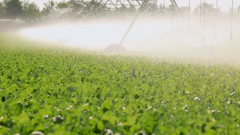 Automatic irrigation system for vegetables in field Stock Footage 77619929