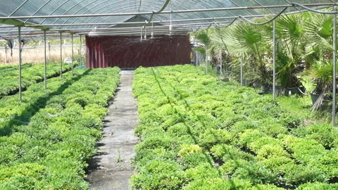 Automatic irrigation system working in a modern greenhouse Stock Footage 341753678