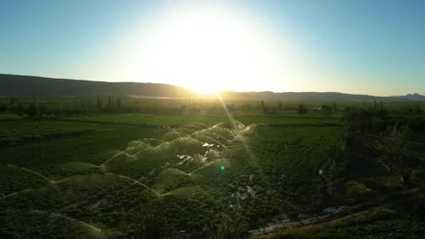 Automatic irrigation systems are used in agricultural fields Видео 278095253