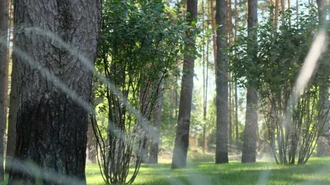 Automatic irrigation. Water jets pour green fresh lawn on sunny summer day Vídeo Stock 146175239