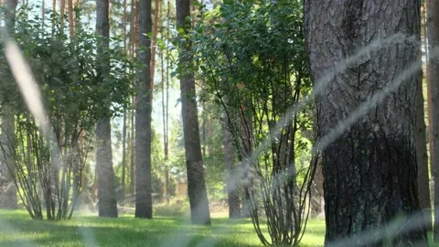 Automatic irrigation. Water jets watering green fresh lawn, bushes and trees  Stock-Footage 146280174