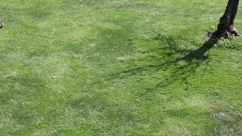An automatic lawn mower. The little lawn robot is an auto mower and moves Stock Footage 131707375