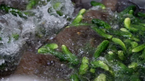 Automatic line for the canning industry.Preserving of Vegetables and Beans Stock Footage 67258571