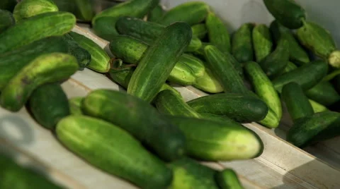 Automatic line for the canning industry.Preserving of Vegetables and Beans Stock Footage 67258918