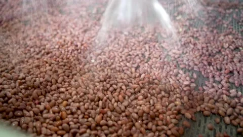 Automatic line for the canning industry.Preserving of Vegetables and Beans Stock Footage 165834322