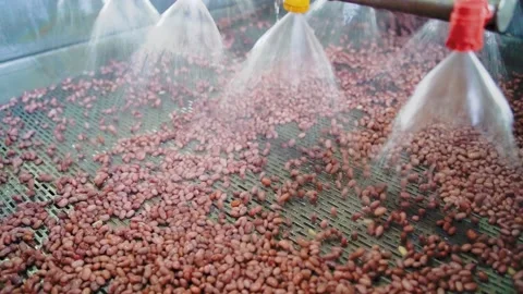 Automatic line for the canning industry.Preserving of Vegetables and Beans Stock Footage 165834748