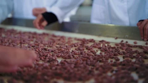 Automatic line for the canning industry.Preserving of Vegetables and Beans Stock Footage 165835395