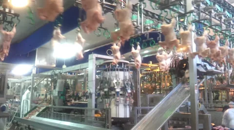 Automatic line chicken Stock Footage 38531147