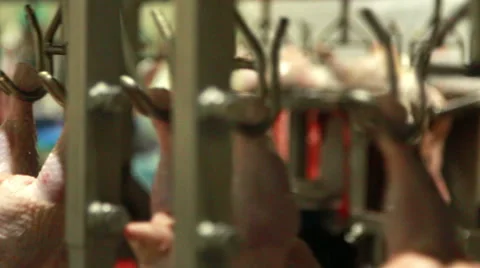 Automatic line cutting chicken carcasses at the factory Stock Footage 61404480