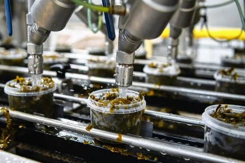 Automatic line for packing seafood. Stacking seaweed and pouring brine into Stock Photos