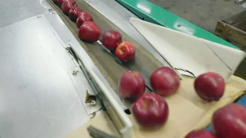 Automatic line for preparing apples for sale Video stock 207746413