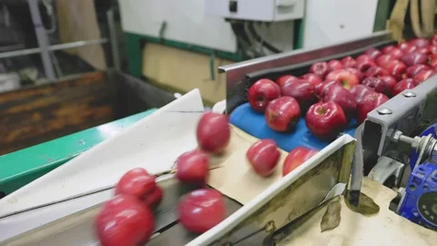 Automatic line for preparing apples for sale Stock Footage 208596690