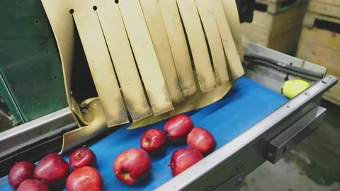Automatic line for preparing apples for sale Stock Footage 211988317