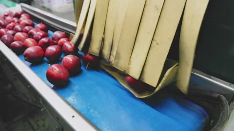 Automatic line for preparing apples for sale Video stock 212535443