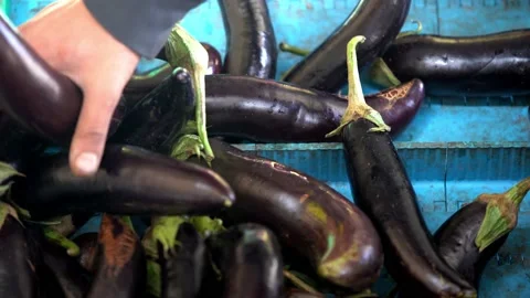 Automatic Line for Processing of vegetables. Eggplants moving on conveyor line. Stock Footage 132909193