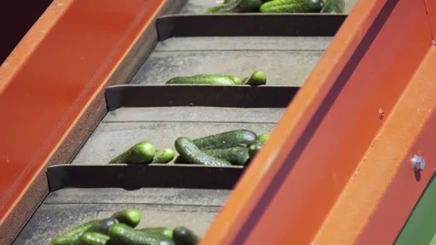Automatic Line for Processing of Vegetables. Preserving Cucumber. Canned Stock Footage 127853598