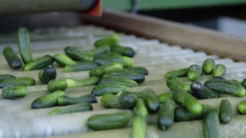 Automatic Line for Processing of Vegetables. Preserving Cucumber. Canned Stock Footage 127854183
