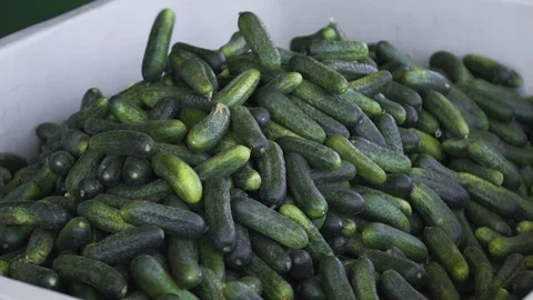 Automatic Line for Processing of Vegetables. Preserving Cucumber. Canned Stock Footage 127854496
