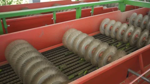 Automatic Line for Processing of Vegetables. Preserving Cucumber. Canned Stock Footage 127860856