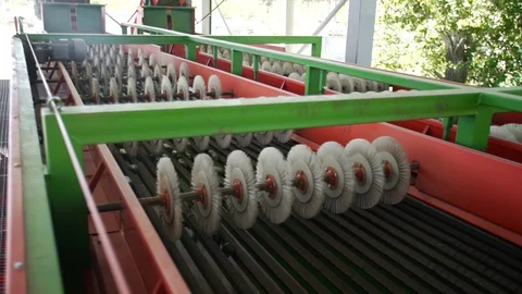 Automatic Line for Processing of Vegetables. Preserving Cucumber. Canned Stock Footage 127861054
