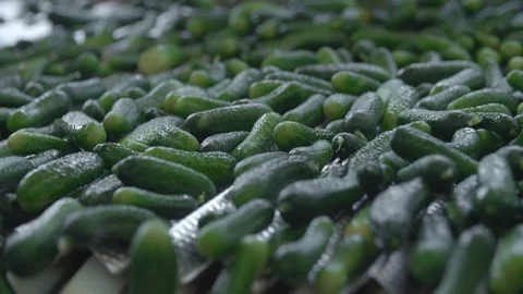 Automatic Line for Processing of Vegetables. Preserving Cucumber. Canned Stock Footage 127864417