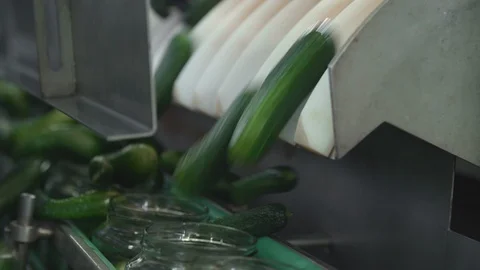 Automatic Line for Processing of Vegetables. Preserving Cucumber. Canned Stock Footage 127864503