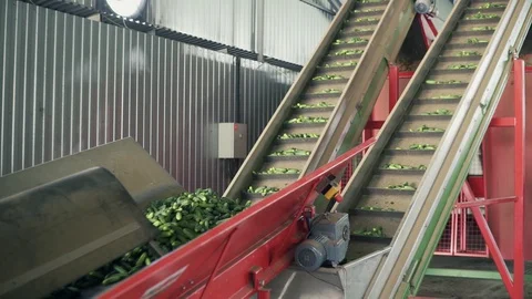 Automatic Line for Processing of Vegetables. Preserving Cucumber. Canned Stock Footage 129263008