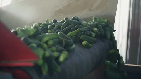 Automatic Line for Processing of Vegetables. Preserving Cucumber. Canned Stock Footage 129263081
