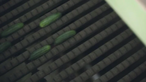 Automatic Line for Processing of Vegetables. Preserving Cucumber. Canned Stock Footage 129263215