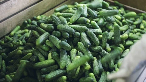 Automatic Line for Processing of Vegetables. Preserving Cucumber. Canned Stock Footage 129263313