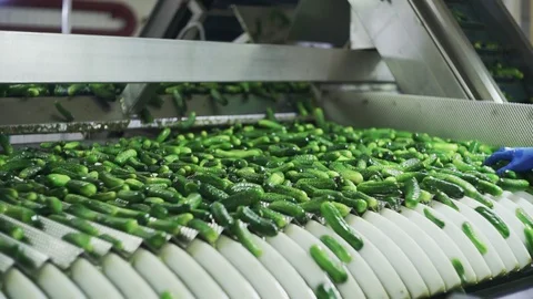 Automatic Line for Processing of Vegetables. Preserving Cucumber. Canned Stock Footage 129264171