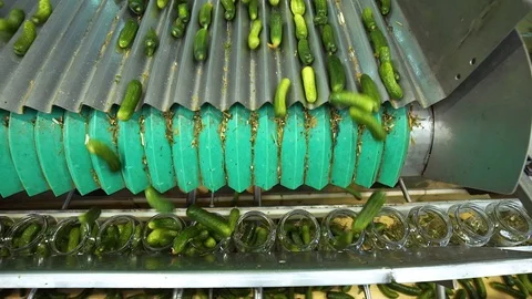 Automatic Line for Processing of Vegetables.Preserving Cucumber. The Machine for Stock Footage 95143247