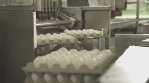 Automatic loading of eggs on conveyor by means of suction cups Stock Footage 64267435