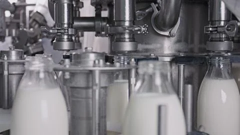 Automatic machine bottling milk in glass bottles on industrial production lin 스톡 일러스트