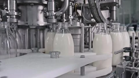 Automatic machine pouring milk into glass bottles in dairy processing plant Illustrazione stock