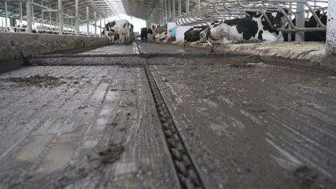 Automatic manure collector on the farm Stock Footage 246921555