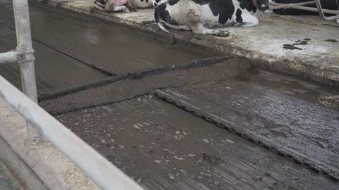 Automatic manure collector on the farm Видео 246921582