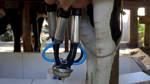 Automatic mechanical milking cow in a cow's milk farm barn in Brazil. Stock Footage 129268398